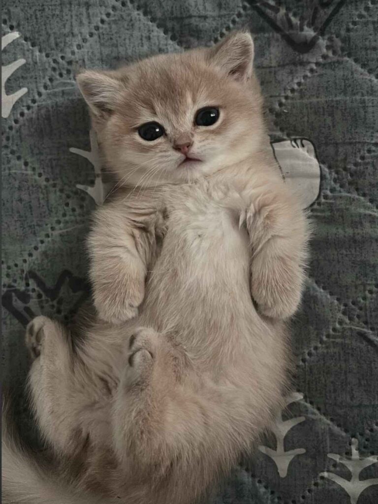 cute cat photo