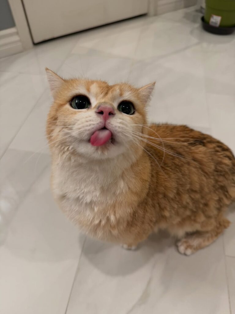 cute cat photo