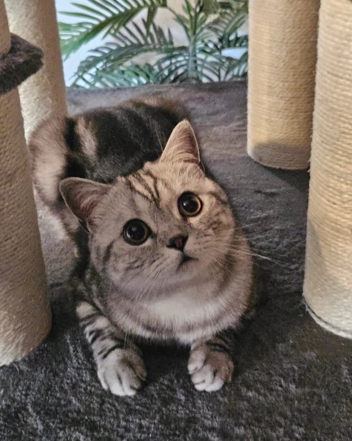 cute cat photo