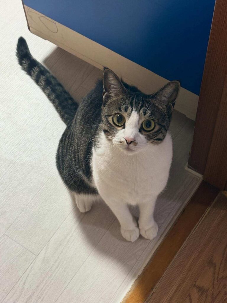 cute cat photo