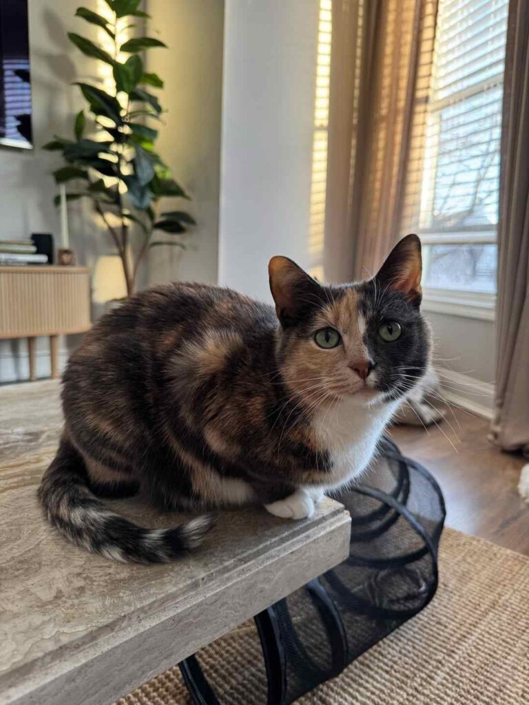 cute cat photo
