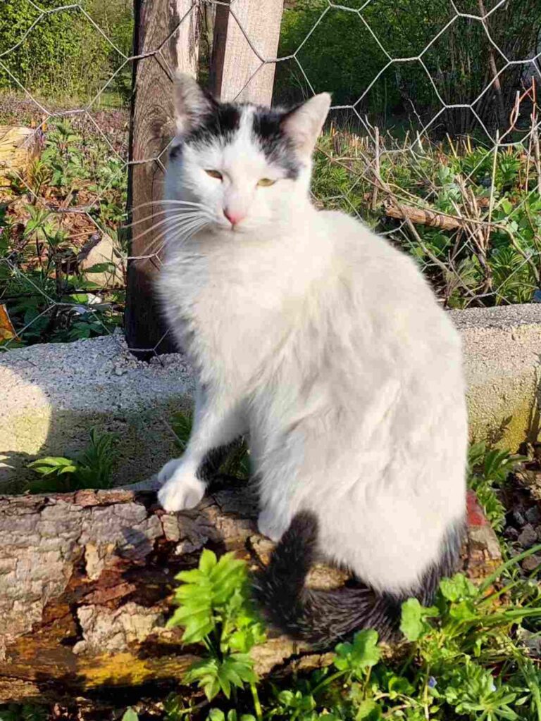 cute cat photo