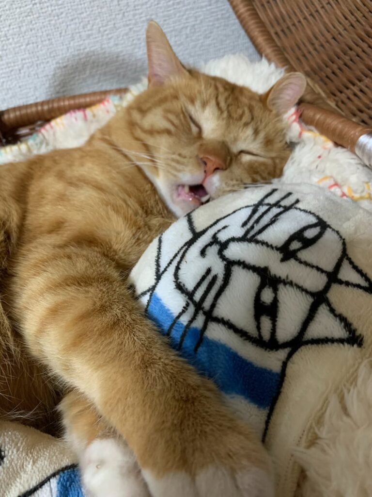 cute cat pictures