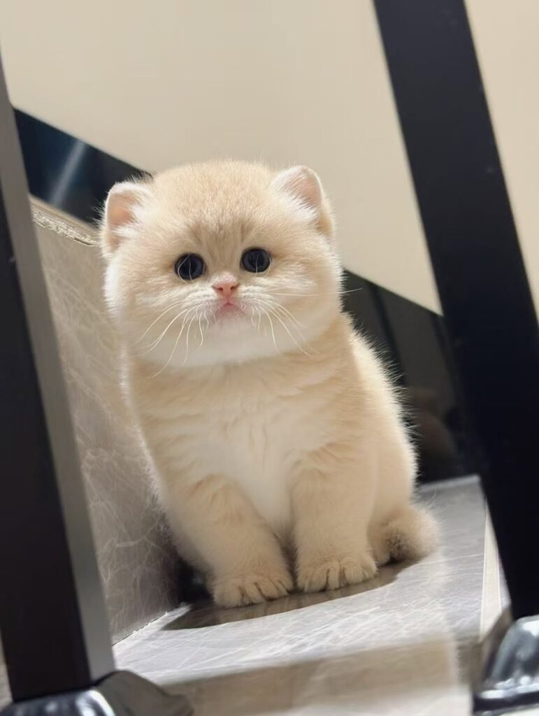 cute cat pictures