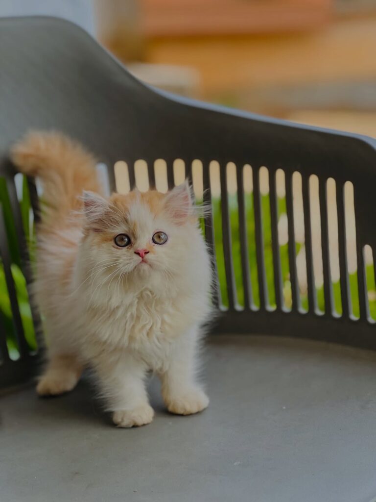 cute cat pictures