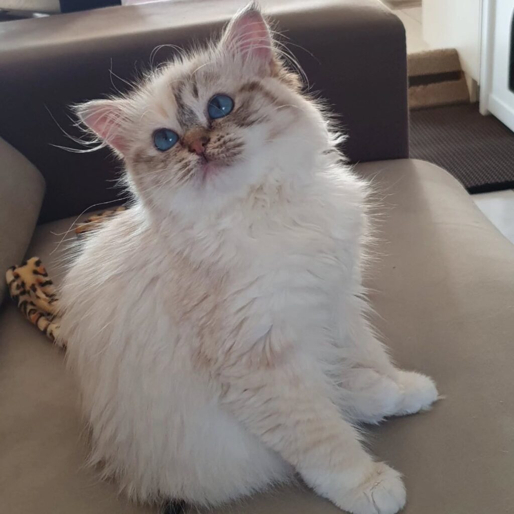 cute cat pictures