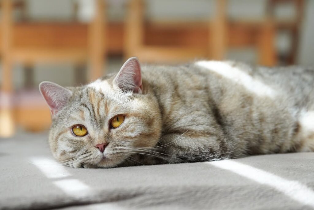 cute cat pictures