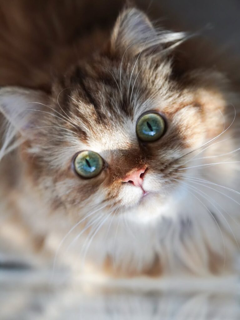 cute cat pictures