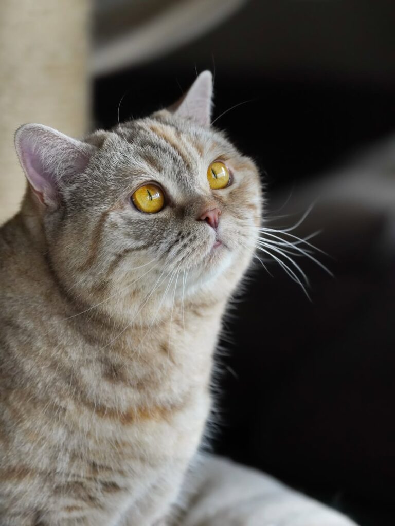 cute cat pictures