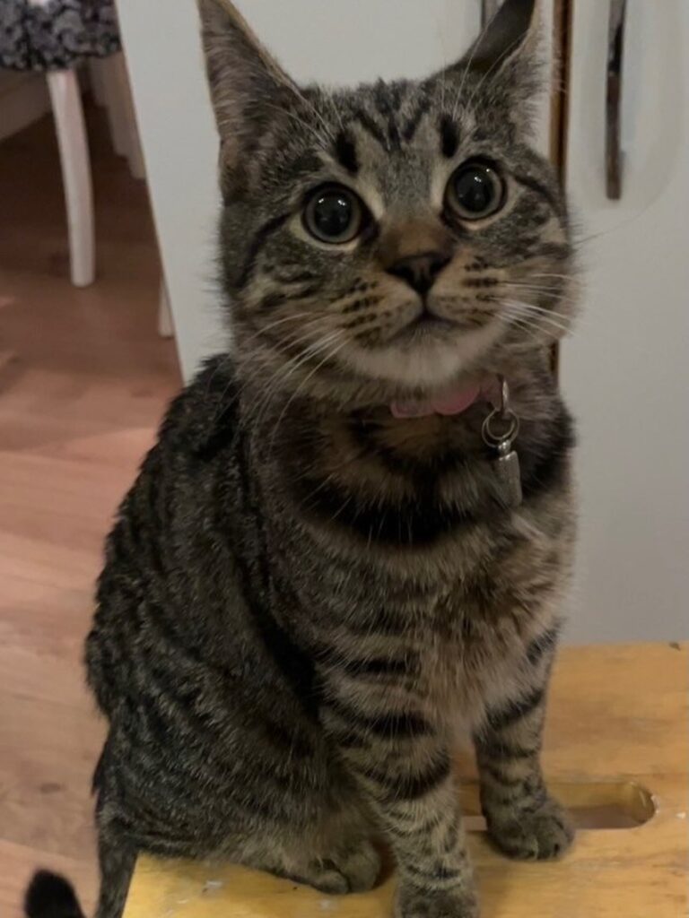 cute cat pictures