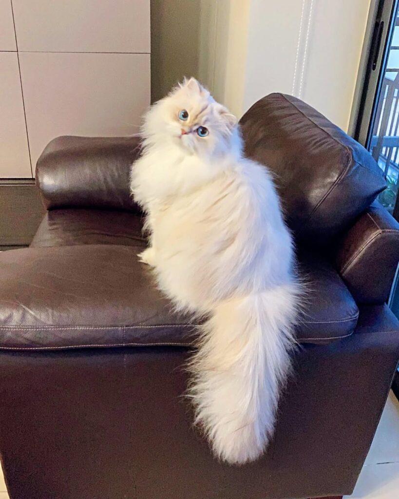 cute cat pictures