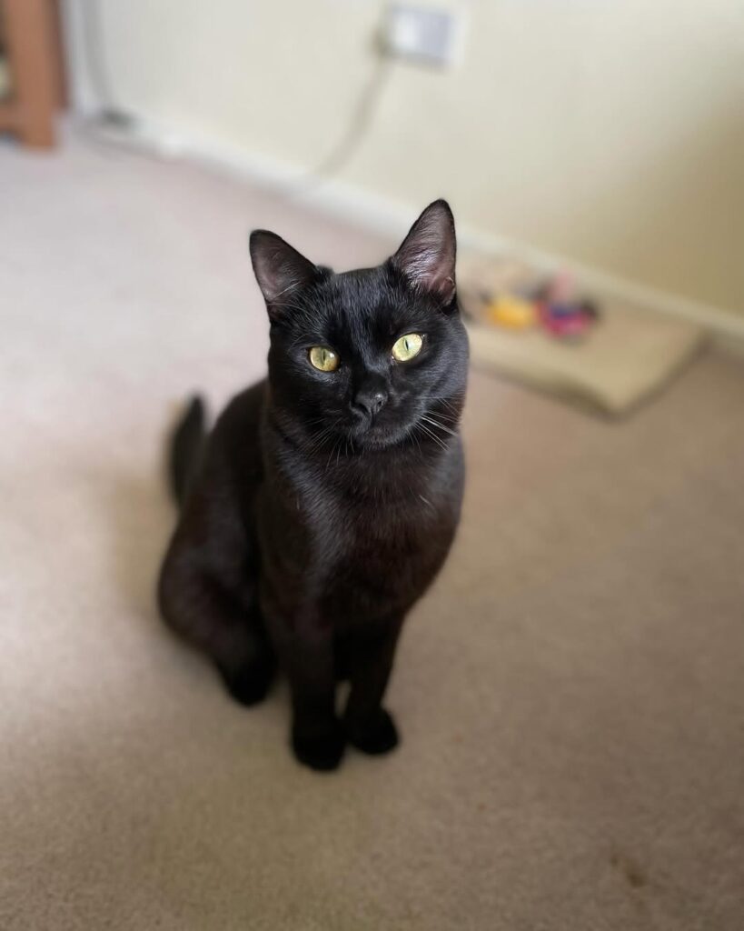 cute cat pictures