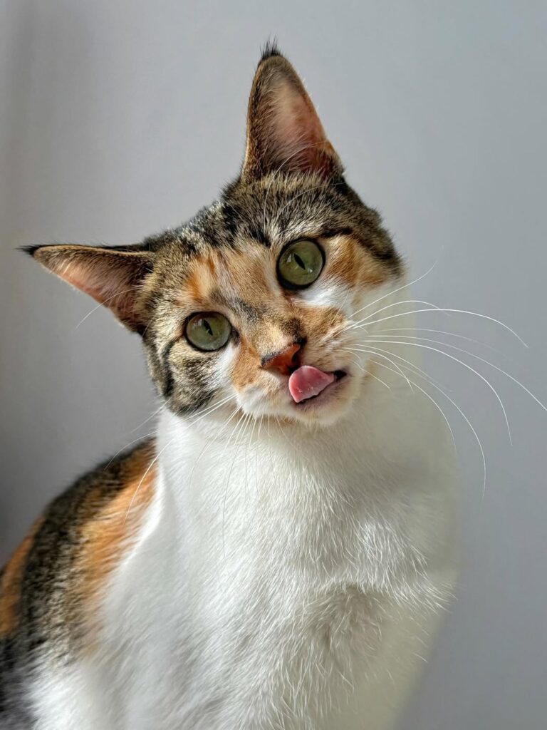 cute cat pictures