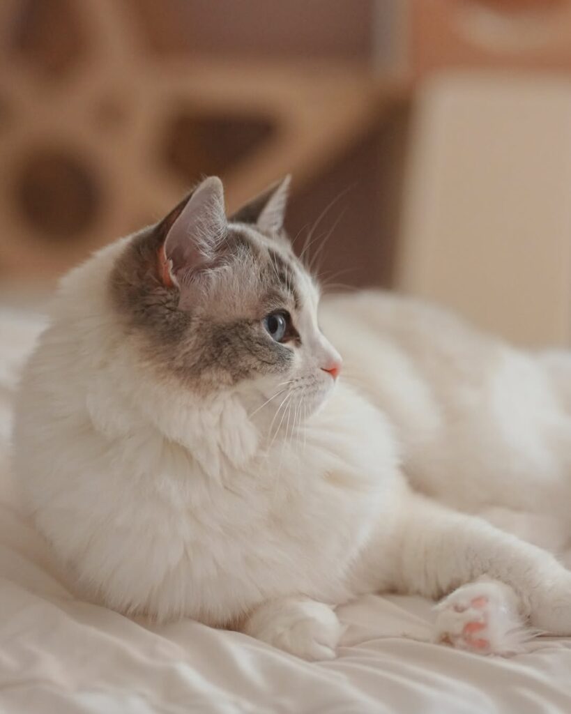 cute cat pictures