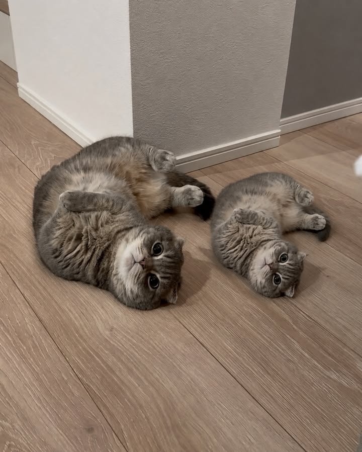 cute cat pictures