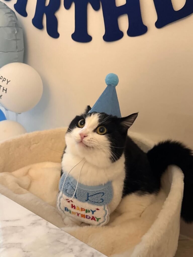 cute cat pictures