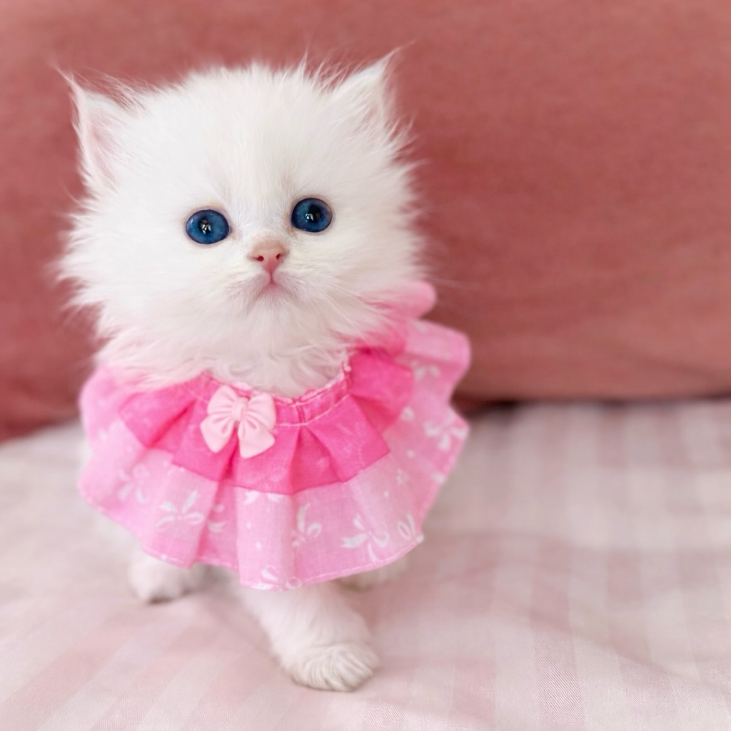 cute cat pictures