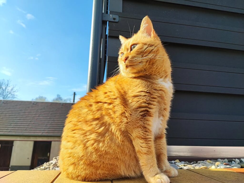 cute cat pictures