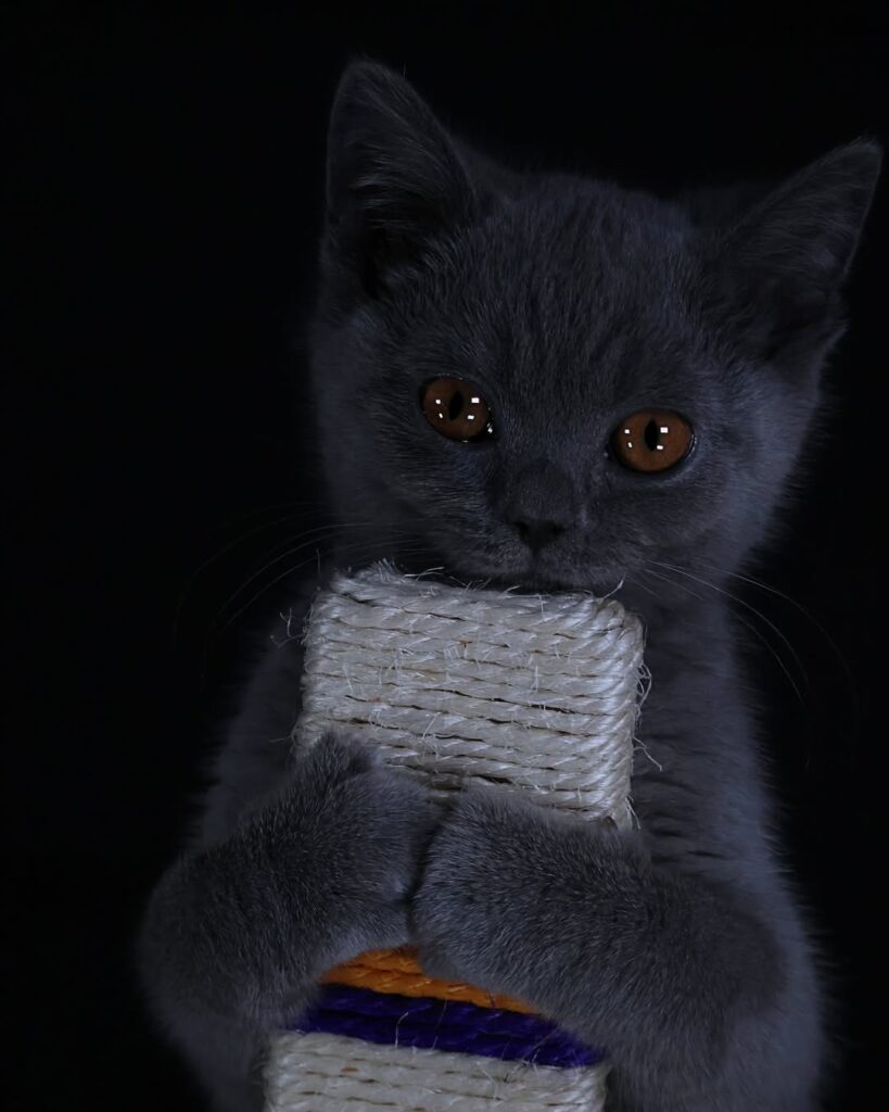 cute cat pictures