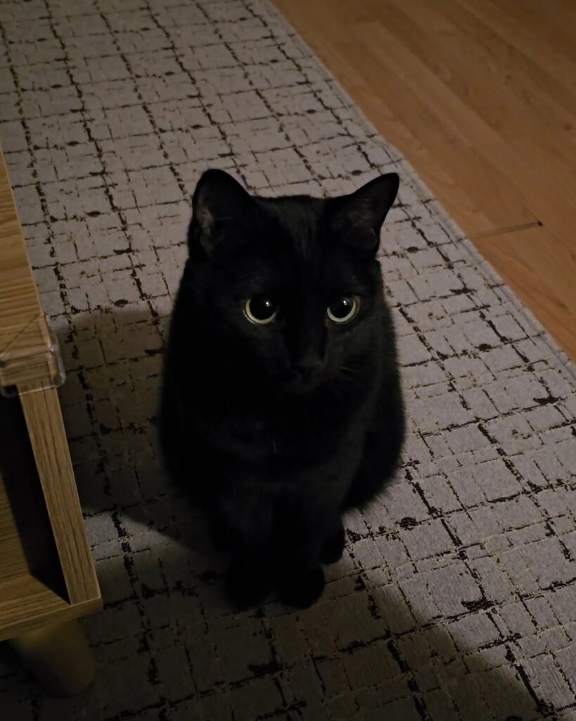 cute cat pictures