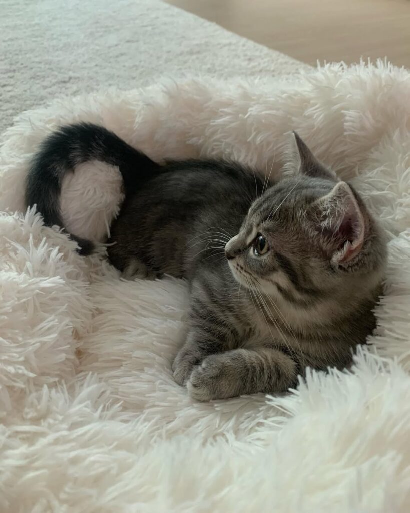 cute cat pictures