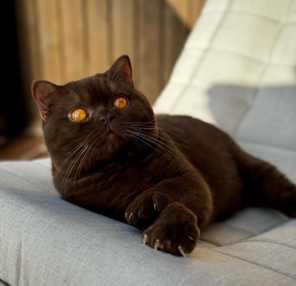 cute cat pictures