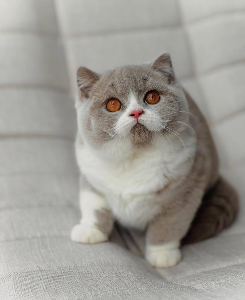 cute cat pictures