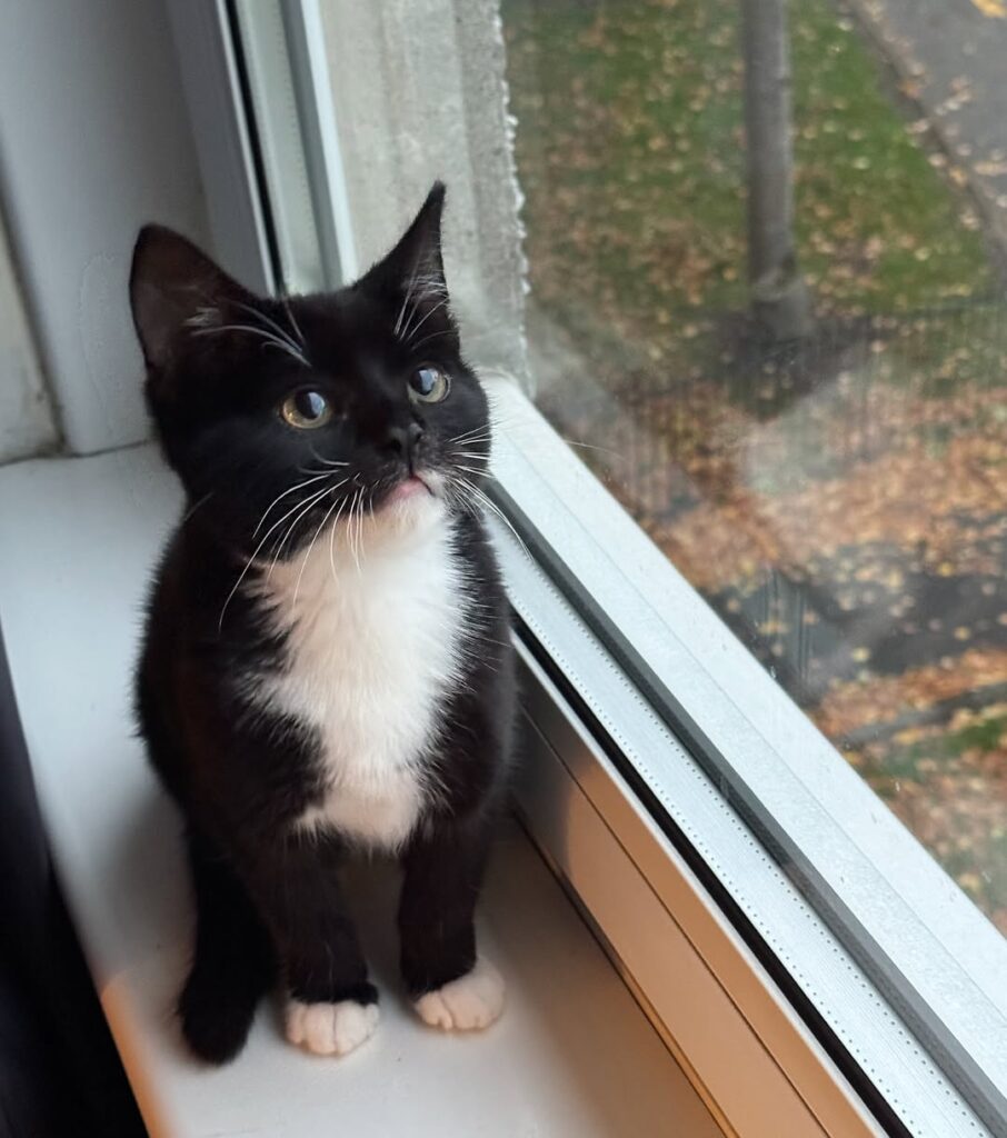 cute cat pictures