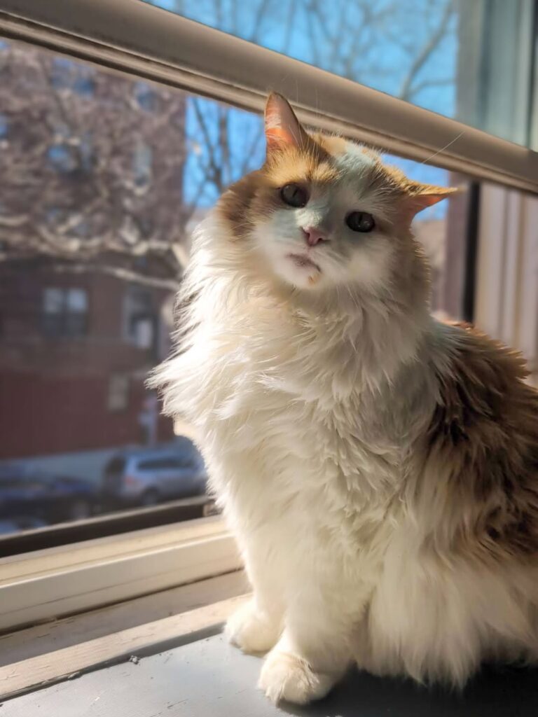 cute cat pictures
