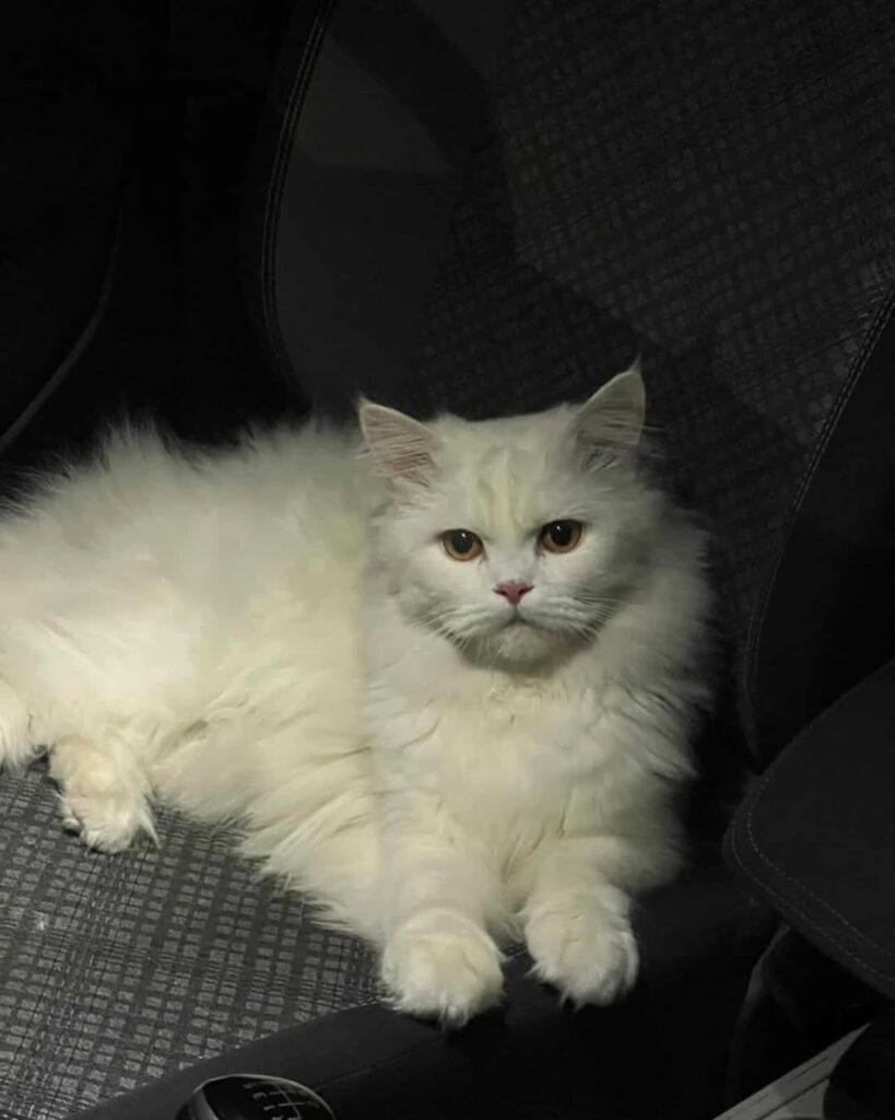 cute cat pictures