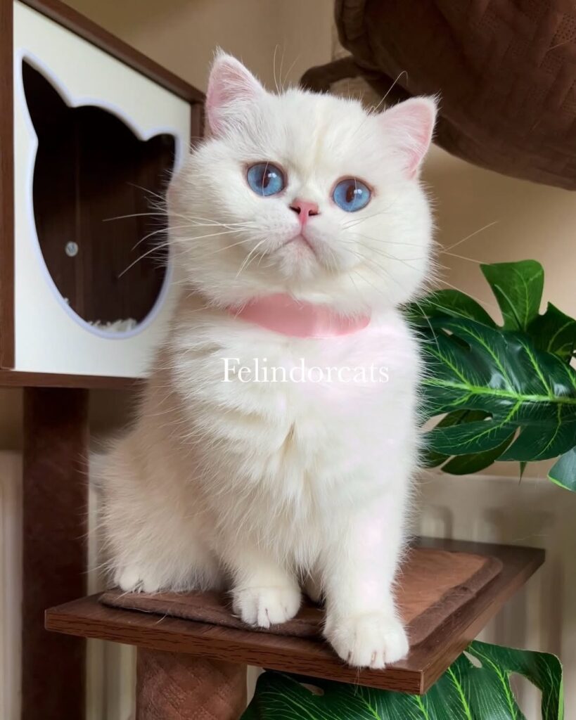 cute cat pictures
