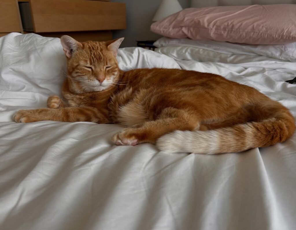 cute cat pictures