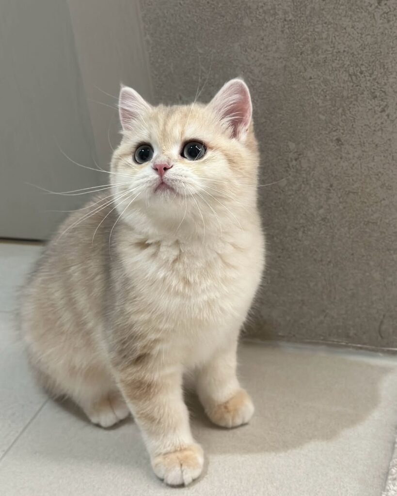 cute cat pictures