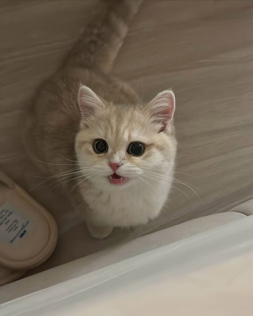cute cat pictures