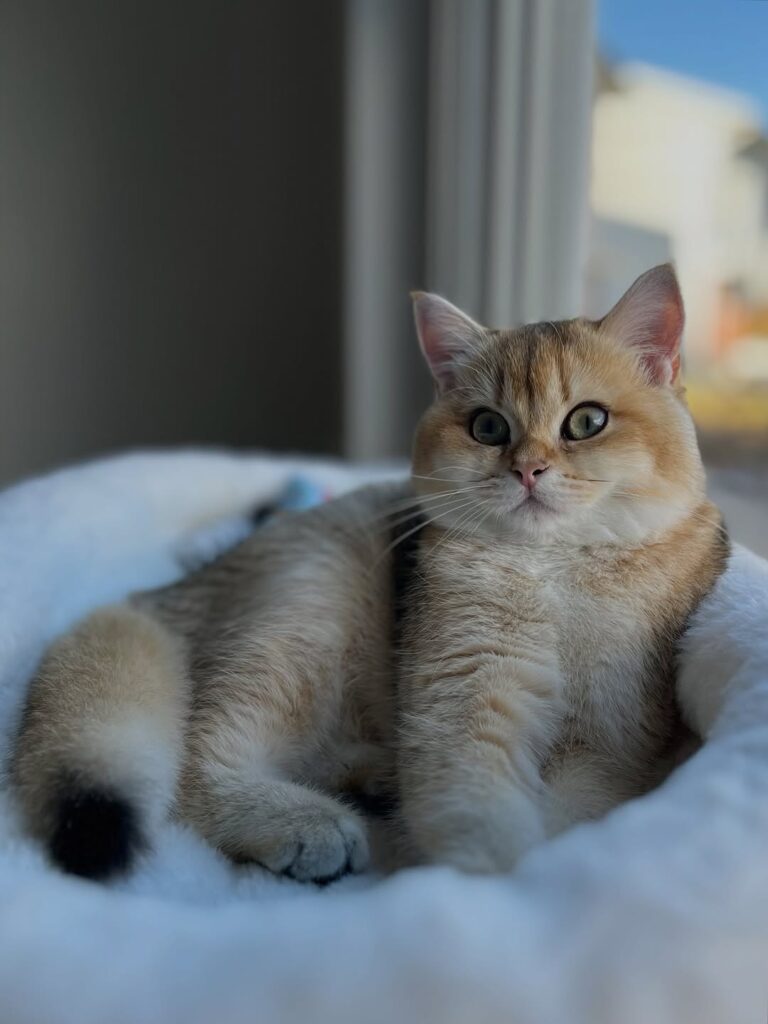 cute cat pictures