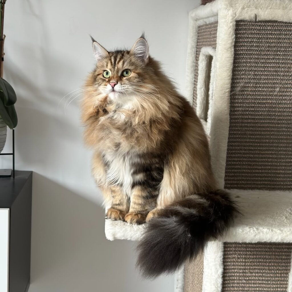cute cat pictures