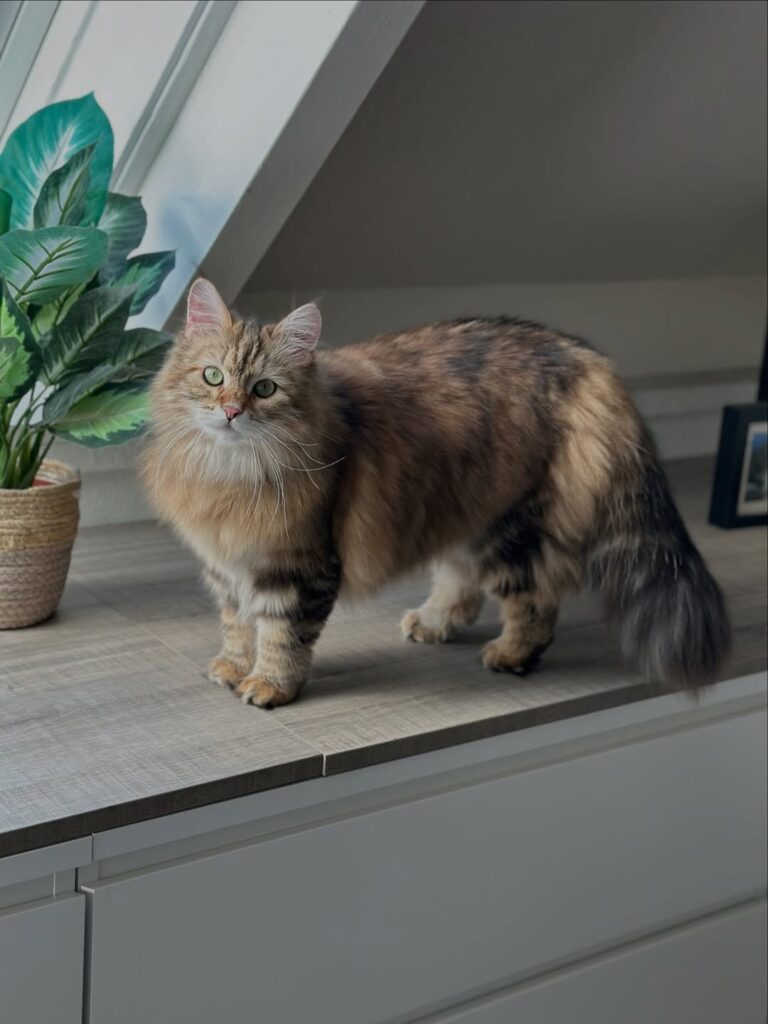 cute cat pictures