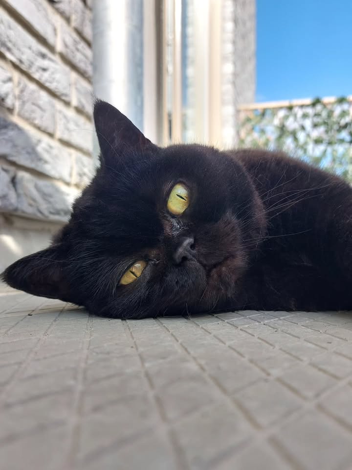 cute cat pictures