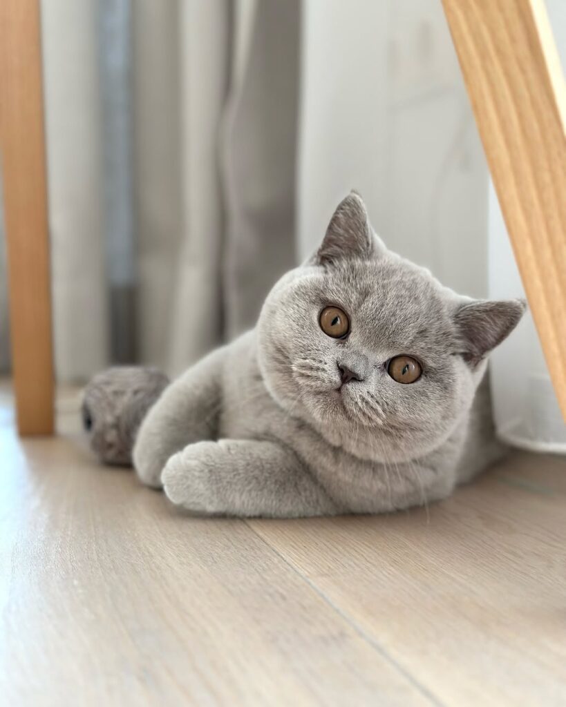 cute cat pictures