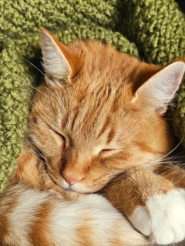 cute cat pictures