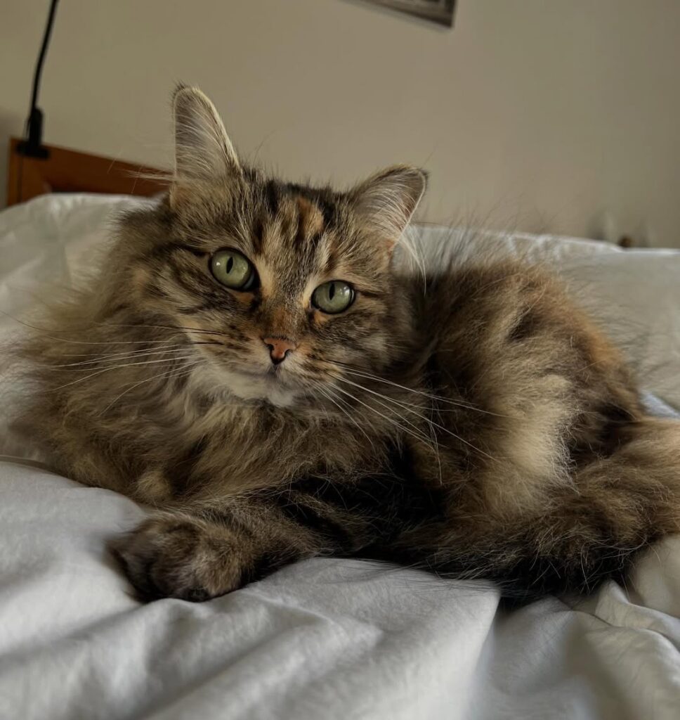 cute cat pictures