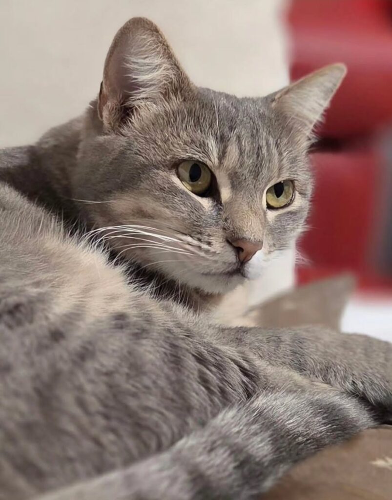cute cat pictures