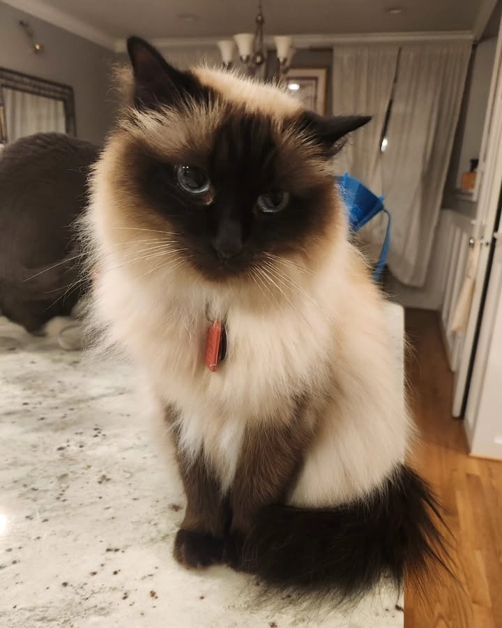 cute cat pictures