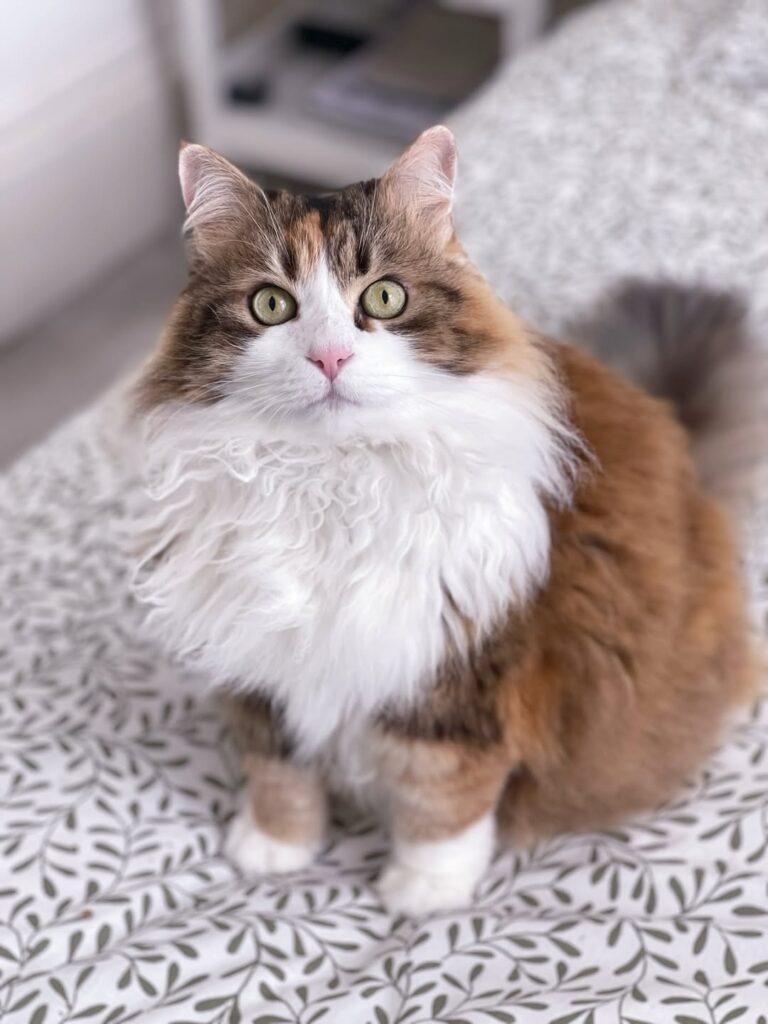 cute cat pictures