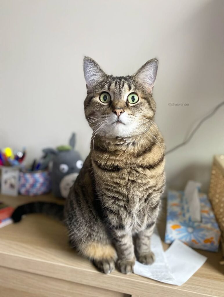 cute cat pictures