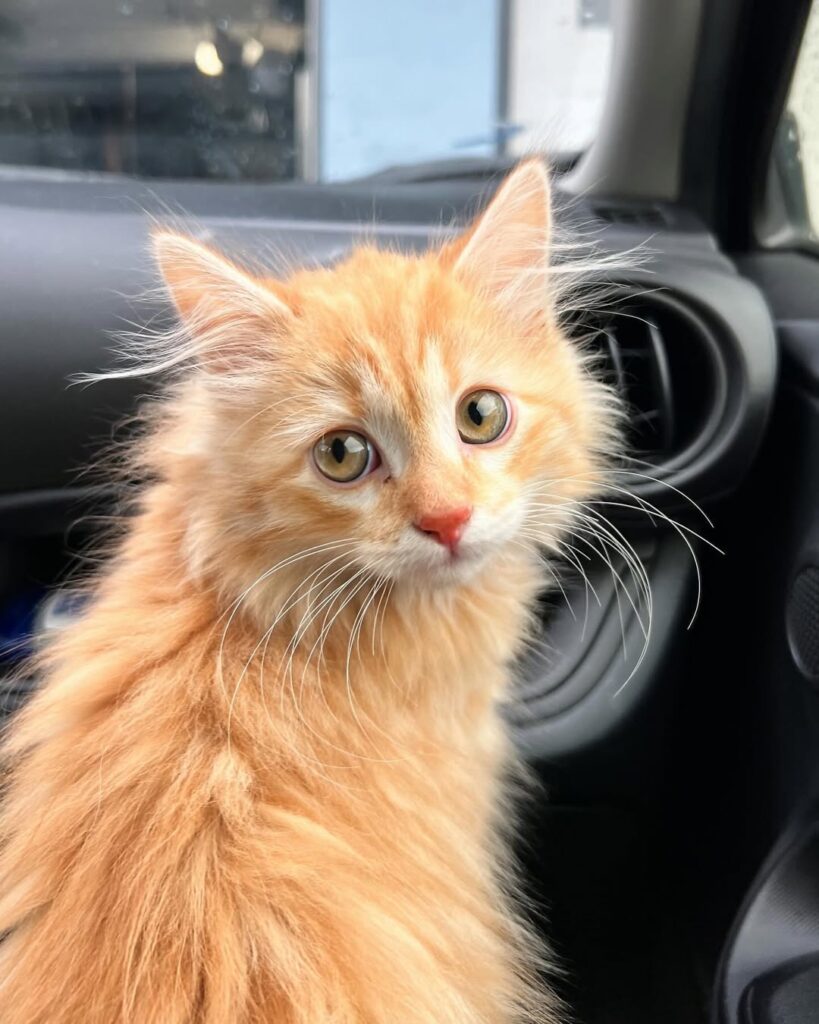cute cat pictures