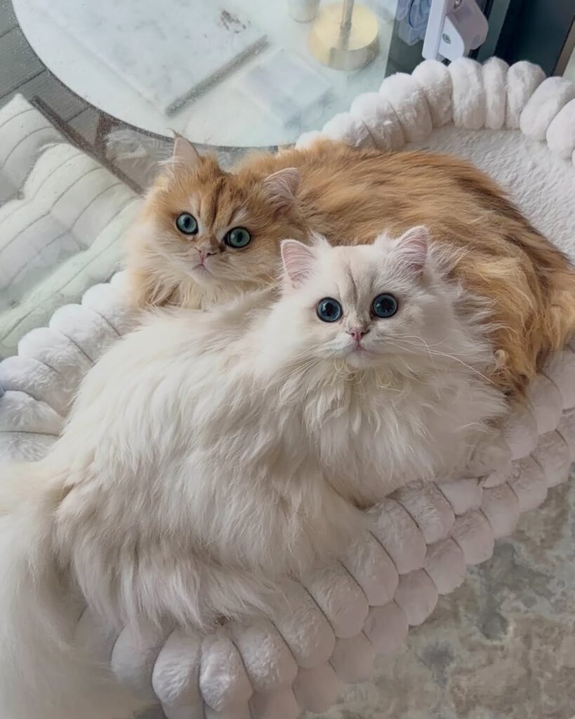 cute cat pictures