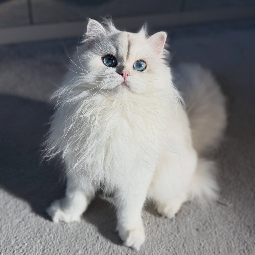 cute cat pictures