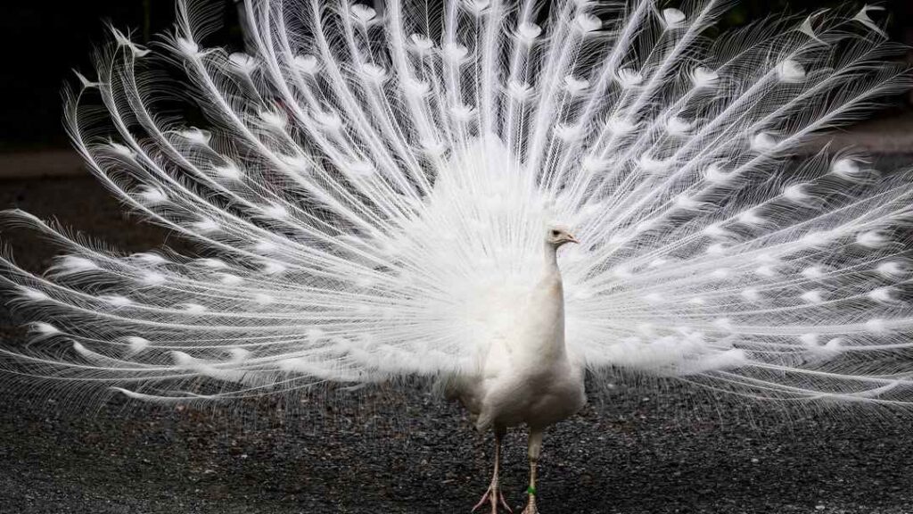 photo of a peacock