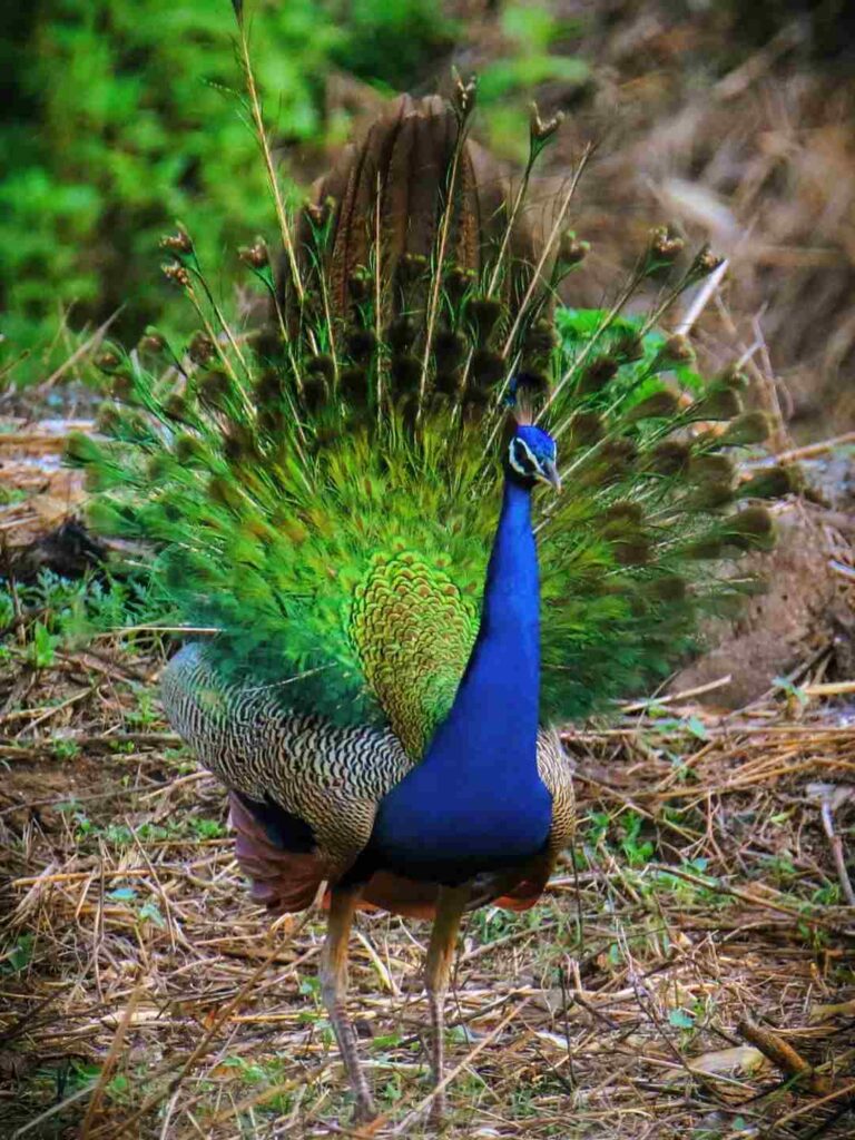 photo of a peacock